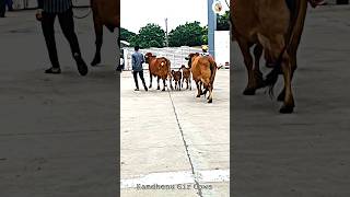 ʀᴏʏ ɪɴᴛᴇʀɴᴀᴛɪᴏɴᴀʟ, ɢᴏɴᴅᴀʟ ʙʏ Kamdhenu Gir Cows #trending #gircow #gujarat #shortsfeed #breeding