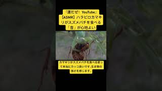 【ASMR】ハラビロカマキリがスズメバチを食べる「音」が心地よい #虫の音 #insects #asmr #bug #虫の声 #yt #chewingsounds #咀嚼音 #korea