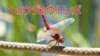 ショウジョウトンボ  夏に映える 真っ赤な奴