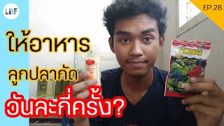 ให้อาหารลูกปลากัดวันละกี่ครั้ง | เต้ย ปลากัด Ep.29