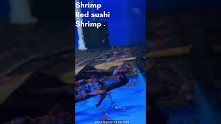 RED SUSHI SHRIMP