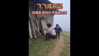 妈妈带飞飞上山挖果苗，村里捉鸡仔，生活有了新的希望