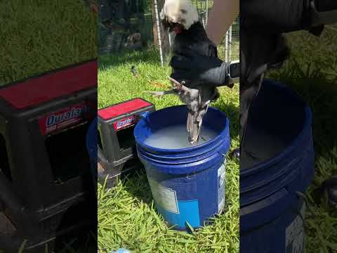 What kind of mites do my chickens have?
