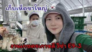 EPS - งานเกษตรเกาหลีเก็บเห็ดขาใหญ่ (วีซ่า E9-3)