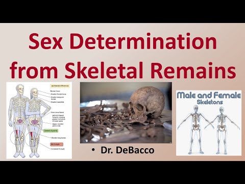 What bones can be used to determine gender?
