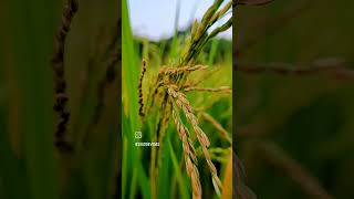 Close up ear of rice. Yellow and Green Raw Rice. #rawrice #rice #ricefarm #harvest #shorts #farming