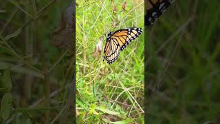 Viceroy - newly emerged - brown and white chrysalis  beside it. #tatamocmilkweedvillage