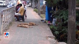 കോഴിക്കോട് നഗരം  തെരുവുനായകളുടെ പിടിയില്‍ |  Kozhikode Stray Dog