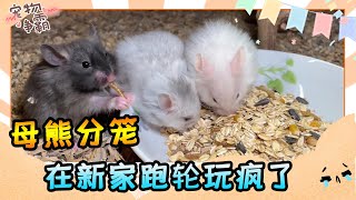 The woolly bears are overrun, so the female bears are captured and separated into cages