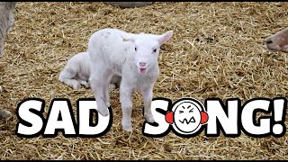 EWE have to hear this LAMB!! 🙉 | the WORST singing I've EVER heard. 🎶😂 | VLOGMAS 2021 | Vlog 530