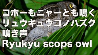 【コホーもニャーとも鳴く】リュウキュウコノハズク鳴き声 Ryukyu scops owl