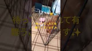 トイプードルのベルちゃんです🐩ゲージから出る所です🐾タダの親バカ動画ですw