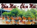 cách chọn mua mai vàng | nhận biết mai vàng cây già và cây non như thế nào | chăm mai vàng bonsai