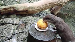 【海遊館】コツメカワウソ「ニラ」「シュロ」のハロウィン