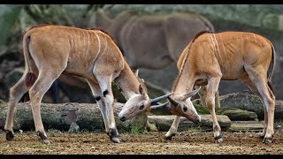 伊蘭羚羊 Taurotragus oryx  非洲最大的羚羊