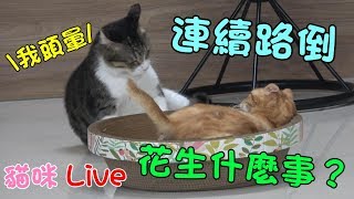 貓咪Live實況#230 咪爺連續路倒！這是什麼情形？ 20191019 (MiMi醬＆黑妞＆阿金＆黑輪)