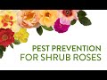 Explore Roses - Part Nine - Rose Pest and Diseases