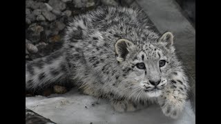 20191201 旭山動物園 ユキヒョウ ~Japan Asahiyama Zoo snow leopard~