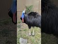 まるで恐竜 ヒクイドリ【東武動物公園】