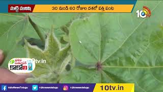 ప‌త్తిలో ర‌సం పీల్చే పురుగుల నివార‌ణ‌ | Management of insect pests of cotton | Matti Manishi | 10TV