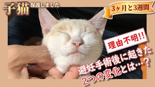 【カリン様】子猫、避妊手術後に何かが変わってしまう - ミルクティーのような子猫♀保護しました【3ヶ月と4週間】