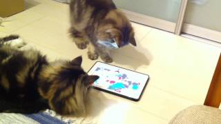 猫にiPadであそばせてみた cats play the iPad