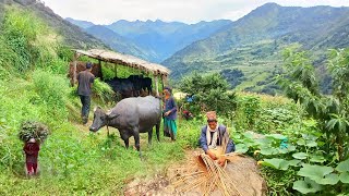 This is Himalayan village life in Nepal ||daily Activities people in Nepali mountain village lifesty