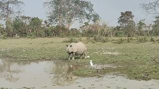 Rhinos \u0026 Birds: A Unique Friendship in Kaziranga National Park