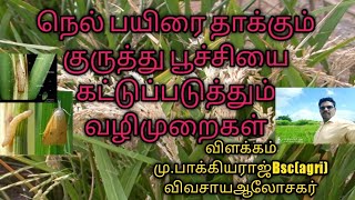 நெல் பயிரைத் தாக்கும் குருத்துப் பூச்சி கட்டுப்படுத்தும் வழிமுறைகள்