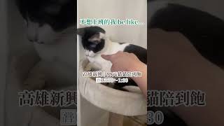 99元就可以擼貓到深夜1:30｜高雄新興 #cat #貓咪咖啡廳