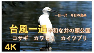 台風一過の井の頭公園が平和でした