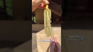 这虫子估计很多人爱吃，因为这是一种长得像虫子的水果 #软糖蠕虫果 #水果 #软糖 #三农 #科普知识 #科普 #科学