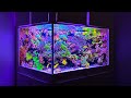 265 Gallon SPS Coral Dominated Reef Aquarium