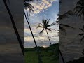 beautiful palm trees at tangalle beach srilanka srilankatravel