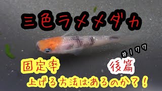 メダカとお酒　♯１７７【三色ラメメダカ　固定率上げる方法はあるのか？！　後篇】