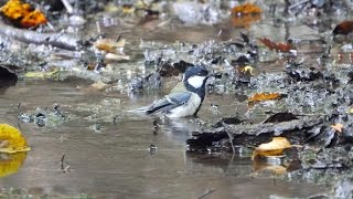 山中湖 大洞の泉のシジュウカラの水浴び　その１０（4K動画）