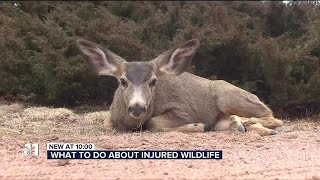 Colorado Springs woman says she waited hours for injured deer to be taken from her yard