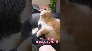 【保護猫】自分から足に抱きついてきたくせに、くさそうに顔をしかめてフリーズした猫