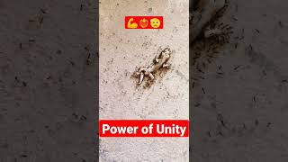 Ants And Lizard Fight🤼||Chiti Aur Chipkali Ki Ladai 🤼❤️‍🔥#shorts #viral #unity #power #status