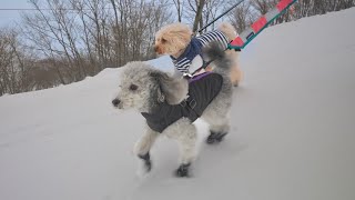 愛犬と行く雪国の旅【未公開シーン】