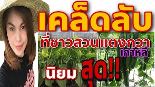 เคล็ดลับ เพิ่มผลผลิตแตงกวา จาก เกาหลี ปี2021 ทำงานเกาหลี