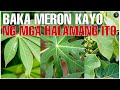 Bhes Tv; BAKA MERON KAYO NG MGA HALAMANG ITO - HERBAL PLANTS