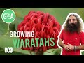 How To Grow Waratahs | Australian Native Plants | Gardening Australia