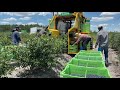 2020 Laneley Farms Blueberry Harvest