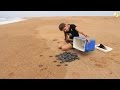 These People Are Saving Endangered Baby Turtles In Brazil