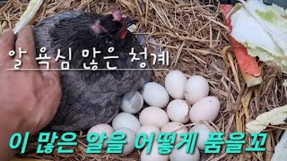 알욕심많은청계#청계부화#work greedy blue chicken#농사유튜브