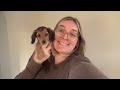 bringing home a dachshund puppy  3 month olds  video diary of etta growing up from 3 to 6 months