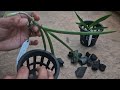 best potting method for vanda seedlings wholesale rate on dendrobium seedlings