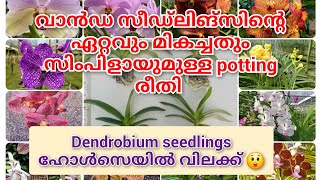 Best potting method for vanda seedlings || Wholesale rate on dendrobium seedlings!!