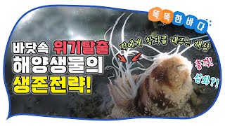 변신의 귀재, 해양생물이 바다에서 생존하는 방법! [똑똑한 바다]